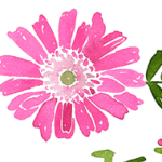 Walking With Purpose: 22 week study (English)